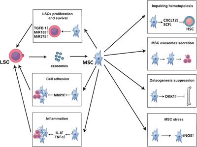 Regulation of Malignant Myeloid Leukemia by Mesenchymal Stem Cells